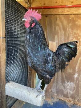 Rescue Chicken Chickens for Adoption in Ravenna, Ohio - Blackbeard | PetCurious