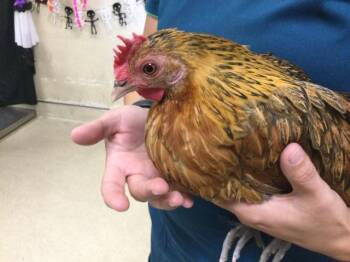 Rescue Chicken Chickens for Adoption in Riverside, California - HEY HEY | PetCurious