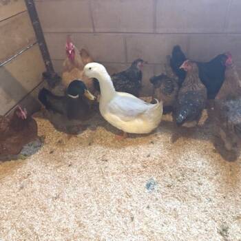 Rescue Chicken Chickens for Adoption - Audrey | PetCurious