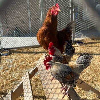 Rescue Chicken Chickens for Adoption in Burlingame, California - Roosters! | PetCurious