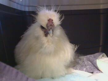 Rescue Chicken Chickens for Adoption in Sacramento, California - A904232 | PetCurious