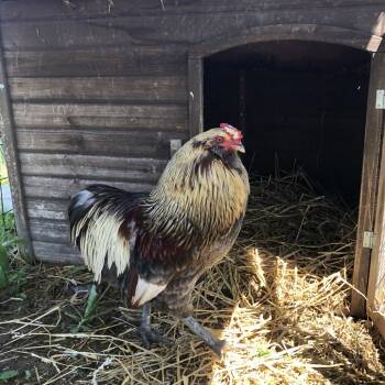 Rescue Chicken Chickens for Adoption in Quakertown, Pennsylvania - Juan Pablo | PetCurious
