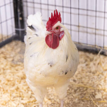 Rescue Chicken Chickens for Adoption in Des Moines, Iowa - Bird Pitt | PetCurious