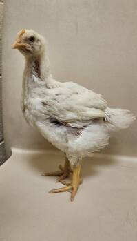 Rescue Chicken Chickens for Adoption in Westland, Michigan - Scramble | PetCurious