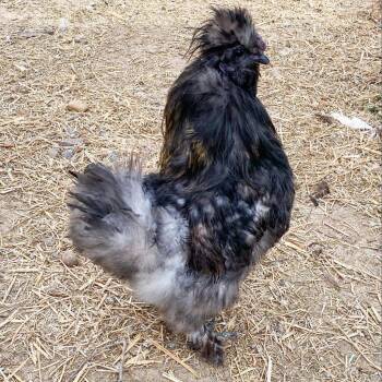 Rescue Chicken Chickens for Adoption in Nampa, Idaho - Lieutenant Thunder | PetCurious