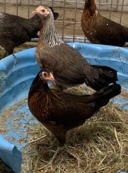 Rescue Chicken Chickens for Adoption in Union, Missouri - DOODLE DO | PetCurious