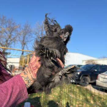 Rescue Chicken Chickens for Adoption in Madison, Wisconsin - Charles | PetCurious