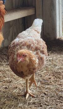 Rescue Chicken Chickens for Adoption in Houston, Texas - Quiche | PetCurious