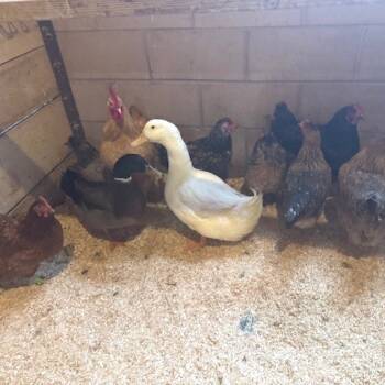 Rescue Chicken Chickens for Adoption - Iris | PetCurious