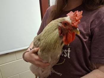 Rescue Chicken Chickens for Adoption in Colorado Springs, Colorado - ZOMBIE | PetCurious