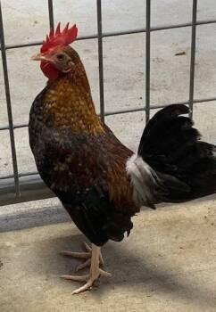 Rescue Chicken Chickens for Adoption in Union, Missouri - BREWSTER | PetCurious