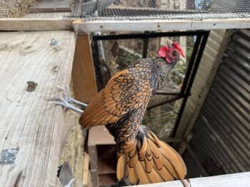 Rescue Chicken Chickens for Adoption in Malibu, California - Sir John | PetCurious