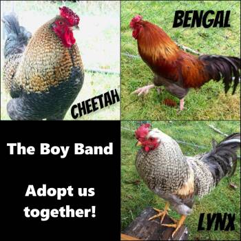 Rescue Chicken Chickens for Adoption in Fall City, Washington - The Boy Band | PetCurious