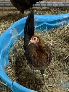 Rescue Chicken Chickens for Adoption in Union, Missouri - BUTTERCUP | PetCurious