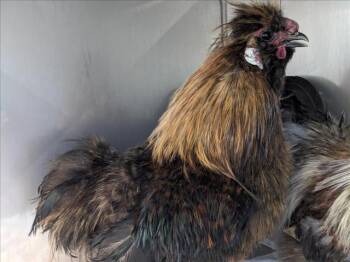 Rescue Chicken Chickens for Adoption in Santa Cruz, California - WICKET* | PetCurious