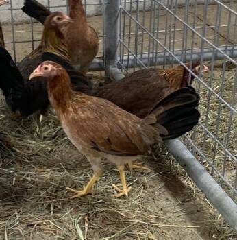 Rescue Chicken Chickens for Adoption in Union, Missouri - CLUCK SKYWALKER | PetCurious