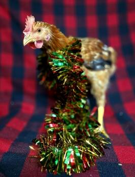 Rescue Chicken Chickens for Adoption in Salinas, California - Poppy | PetCurious