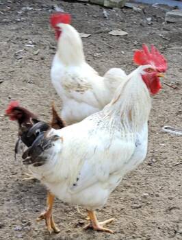 Rescue Chicken Chickens for Adoption in Midland, Michigan - Three Roosters - COURTSEY LISTING | PetCurious