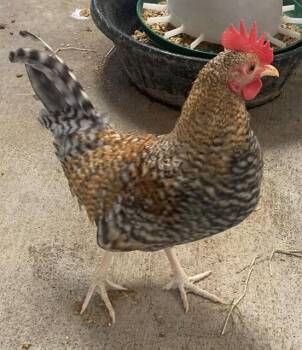 Rescue Chicken Chickens for Adoption in Union, Missouri - BARLOW | PetCurious