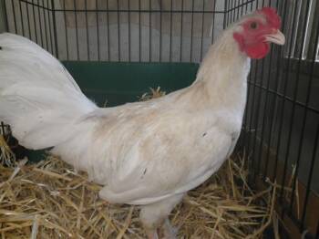 Rescue Chicken Chickens for Adoption in Sacramento, California - A899624 | PetCurious
