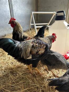 Rescue Chicken Chickens for Adoption in Santa Cruz, California - WAFFLE* | PetCurious