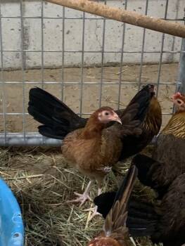 Rescue Chicken Chickens for Adoption in Union, Missouri - EGGATHA CHRISTIE | PetCurious