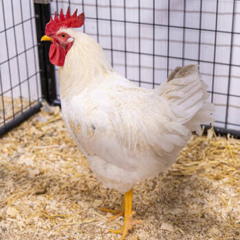 Rescue Chicken Chickens for Adoption in Des Moines, Iowa - Casper | PetCurious
