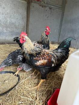 Rescue Chicken Chickens for Adoption in Santa Cruz, California - DUMPLIN* | PetCurious