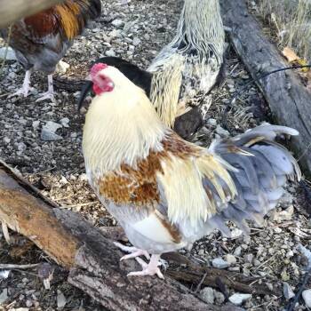 Rescue Chicken Chickens for Adoption in Jacksonville, Oregon - Coop Cowboys!! | PetCurious