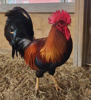 Rescue Chicken Chickens for Adoption in Houston, Texas - Hot Wing | PetCurious