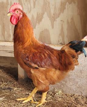 Rescue Chicken Chickens for Adoption in Houston, Texas - Sir Loin | PetCurious