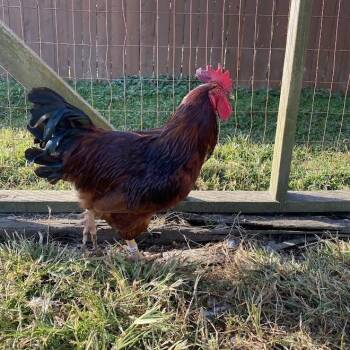 Rescue Chicken Chickens for Adoption in Ravenna, Ohio - Johnny | PetCurious