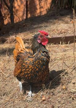 Rescue Chicken Chickens for Adoption in Malibu, California - Sir Charles | PetCurious