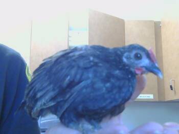 Rescue Chicken Chickens for Adoption in Sacramento, California - A904046 | PetCurious