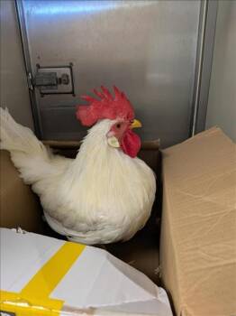 Rescue Chicken Chickens for Adoption in Sacramento, California - A901716 | PetCurious