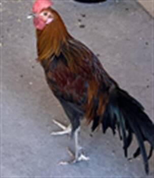 Rescue Chicken Chickens for Adoption in Las Vegas, Nevada - TEEGAN | PetCurious