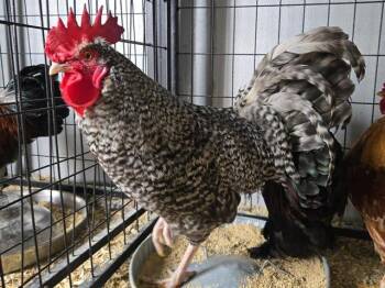 Rescue Chicken Chickens for Adoption in Auburn, California - GRAVY | PetCurious