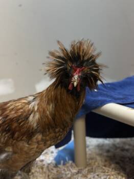 Rescue Chicken Chickens for Adoption in Montreal, Quebec - Egg Sheeran | PetCurious