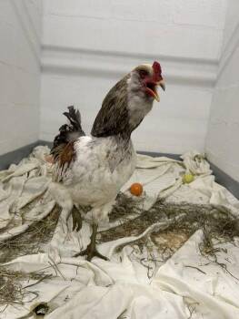 Rescue Chicken Chickens for Adoption in Westfield, Massachusetts - Charlie | PetCurious