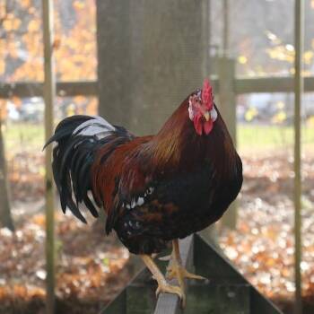 Rescue Chicken Chickens for Adoption in Ravenna, Ohio - Squirrel | PetCurious