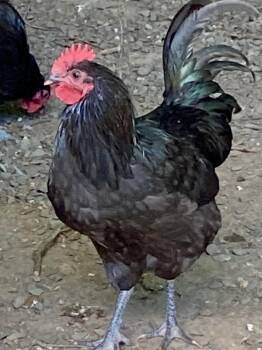 Rescue Chicken Chickens for Adoption in Granby, Connecticut - Roo La Roo | PetCurious