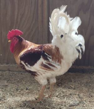 Rescue Chicken Chickens for Adoption in Houston, Texas - Eggward | PetCurious