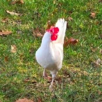 Rescue Chicken Chickens for Adoption in Nampa, Idaho - Sprite | PetCurious