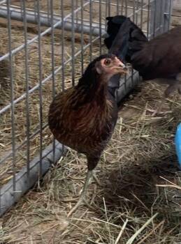 Rescue Chicken Chickens for Adoption in Union, Missouri - DOTTIE | PetCurious