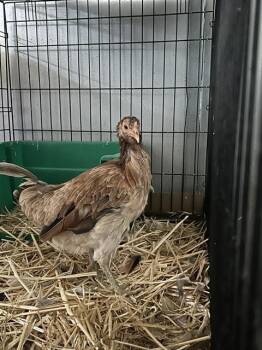 Rescue Chicken Chickens for Adoption in Sacramento, California - A901877 | PetCurious