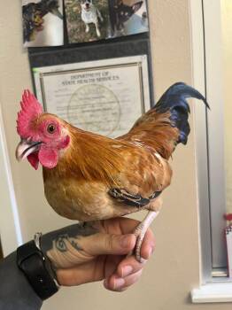 Rescue Chicken Chickens for Adoption in Kirby, Texas - McGregor | PetCurious