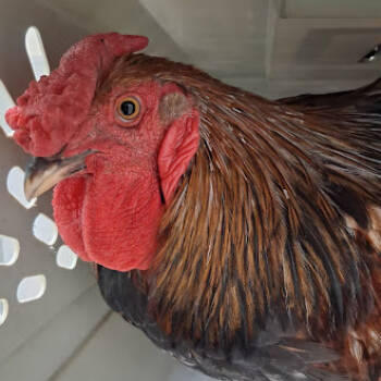 Rescue Chicken Chickens for Adoption in Las Vegas, Nevada - PABLO | PetCurious
