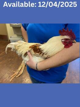 Rescue Chicken Chickens for Adoption in Greenville, Texas - Rooster #2 | PetCurious