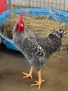 Rescue Chicken Chickens for Adoption in Union, Missouri - ALFIE | PetCurious