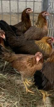 Rescue Chicken Chickens for Adoption in Union, Missouri - EARLENE | PetCurious